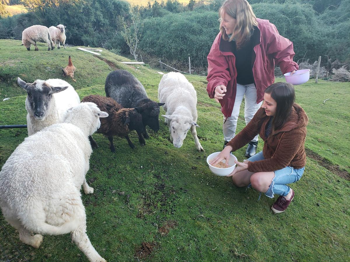 Cabana Nueva En Ancud Chiloe Εξωτερικό φωτογραφία